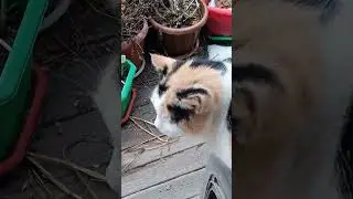 Calico Cat Bella,Lisa and Stranger #shorts #cats #cute #calico