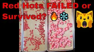 Harvest Right Version 6 | Freeze Drying Red Hots – Did They Survive? 🔥❄️