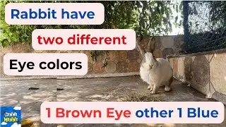Brown Rabbit have two different eye colors (Brown and other one blue)