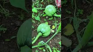 🎃 Fresh Pumpkin Harvest | Bumper Yield & Top Variety #pumpkin #pumpkinharvest #harvesttime  #praja