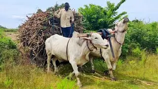 Ongole Bullock Cart Heavy load Pulling Performance | Bullock Cart Ride