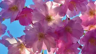 Cherry Blossom swaying in the wind | Nature with me | Relax Music | Calming flowers