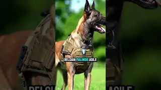 5 лучших военных пород собак в мире #факты #собака #военныесобаки