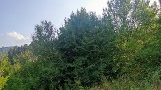 Old domesticated Cornel Cherry (Cornus mas) in Bulgaria