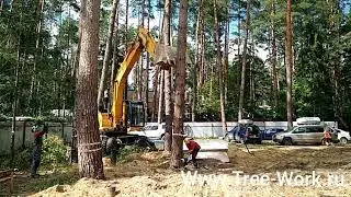 Удаление дерева при помощи экскаватора. Www.Tree-Work.ru