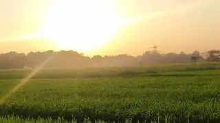 See our Farmfields #farmfields #shorts #vlogs