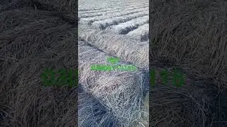 Narc Hg1 garlic in Gujranwala city #farming #narcg1garlic #agriculture #pakistan #garlic