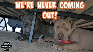Watch These Pitbull Dogs Hide When It's Bath Time!