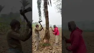 চাচা গাছ কাটার মাস্টার। Cutting video #shorts #viral #trending #funny #shortsfeed #foryou