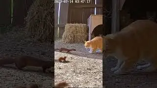 Cat vs Wild Weasel Who Wins This Showdown?