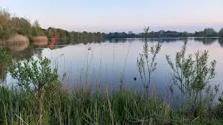 kleine Plevier - Pootje Peuren