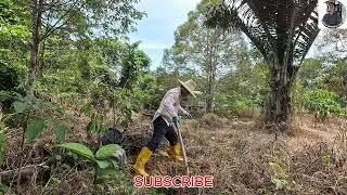 Pokok durian duri hitam daunnya berbeza.