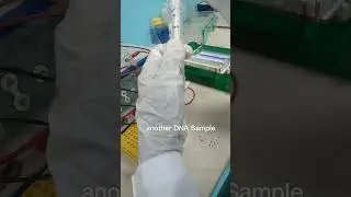Gel Electrophoresis: DNA sample loading and UV visualization