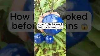 How fruits looked before humans #shorts