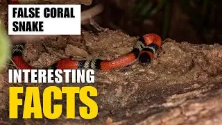What Are the Most Interesting Facts About False Coral Snake? | Interesting Facts | The Beast World