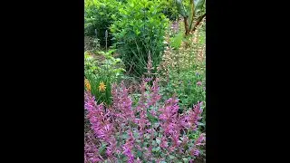 Queen Nectarine Agastache @Bin3aiah Plants