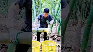 Bamboo culm cutting process #shorts
