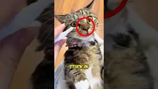 Something Got Stuck In Cat&rsquo;s Nose😱
