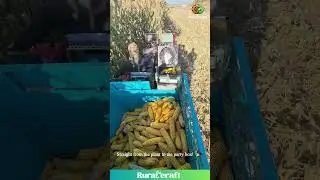 This Tiny Corn Harvester is My New Favorite Machine! 😂 It's a Corn-Gobbling MONSTER! #corn #farming