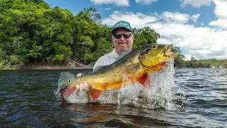 Amazon Peacock Bass Fishing: 