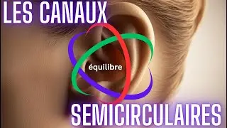 Canaux semicirculaires : l'&eacute;quilibre