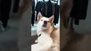 This Husky&rsquo;s Side-Eye Deserves an Oscar 🐺😂 #DogLife #SassyDog #Husky #Dog
