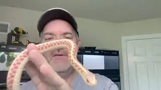 Red Sided Garter snakes - T.s.parietalis