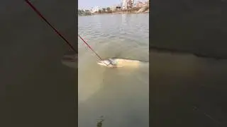 😳 Big Fish Hunting Like Never Before! #fishboat #viral #fish #video #viralvideo #shorts #trending