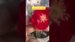 साथिया नहीं जाना #bollywood #coversong #music #love #flowers # old song # short # Yt short #trending