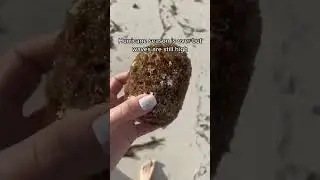 Sea Sponges fun facts. Animals of the Caribbean Sea. Travel blogger. Bahamas vacation.