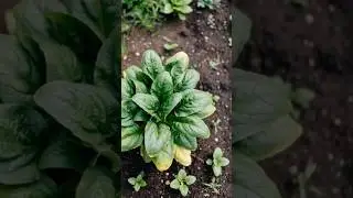How To Grow Spinach- Beginner&rsquo;s Guide #garden #gardening #homegardening #homestead #farmlife