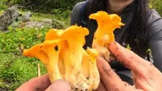 来川西还能采那些野菌呢？阿斌带重庆朋友采野菌，半天收获两大框 #我的乡村生活 #捡菌子 #乡村守护人 #2025新农人计划 #野菌