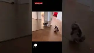 Mirror Battle! | Kitty meets herself 😼✨