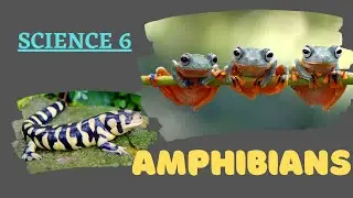 AMPHIBIANS-VERTEBRATES