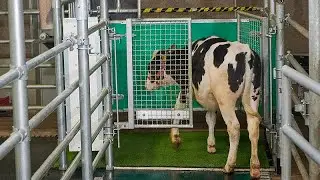 Cows can be 'potty trained like children' for greener environment, says German study