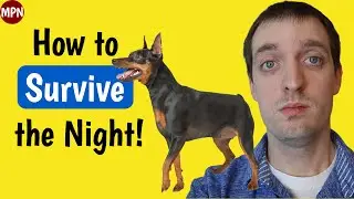 First Night Home with Your Miniature Pinscher Puppy: What You Need to Know!