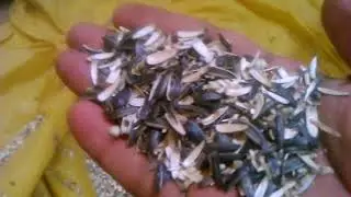 air classification of sunflower hulls and seed