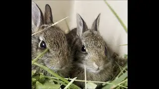 Wildlife Welfare rehab ep. 10 - All about rehabbing bunnies