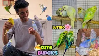 Lutino hogoromo budgies ne egg de dia😍🐣|New beautiful budgies le liye🩷😱