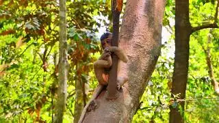 #grooming #monkeywild #babymonkey