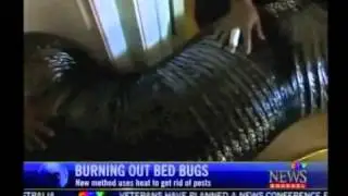 Bed Bugs Toronto