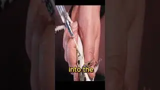 Froggy Pregnancy Detectives #shorts #animals #viral