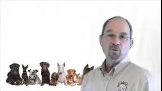 Welcome to Atlanta Dream Dogs- Home Dog Training