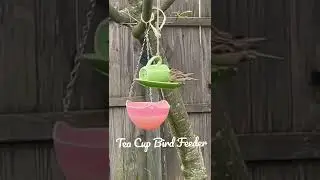 Wild Bird Tea Party in my Backyard Garden Bird Feeder a Dollar Tree DIY Protect #Short #Shorts