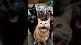 #viral🌸Laughing Out Meow-d!