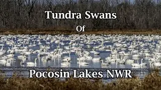 Tundra Swans of Pocosin Lakes NWR