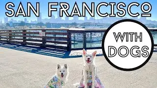 San Francisco in 2 Days with Dogs