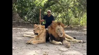 Walking with Lions | A Once-in-a-Lifetime Experience at Fathala Reserve