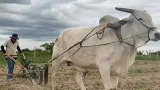 VEJA O MILHO E O FEIJÃO NASCENDO E HUGO FALA QUEM É O INVENTOR DA MAQUINA DE PLANTAR MILHO