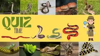 🐍 
